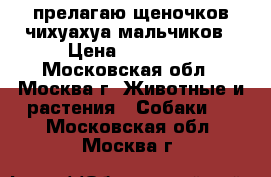 прелагаю щеночков чихуахуа мальчиков › Цена ­ 15 000 - Московская обл., Москва г. Животные и растения » Собаки   . Московская обл.,Москва г.